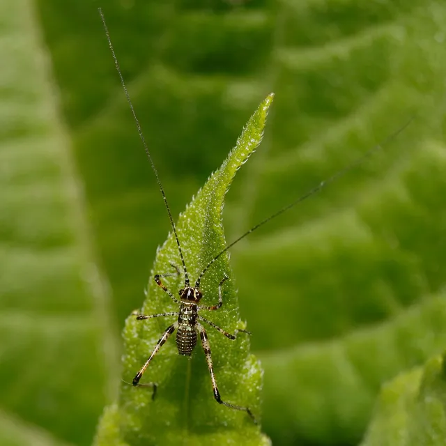 Phaneroptera