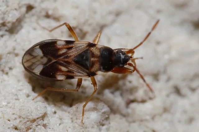 Scolopostethus Scolopostethus