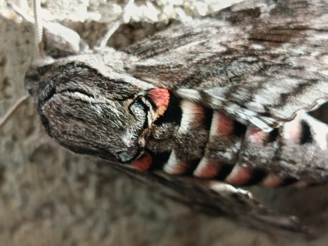 Agrius convolvuli - szulákszender