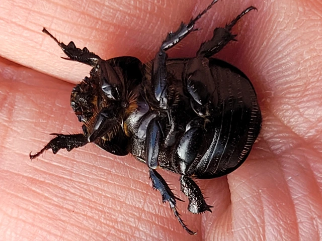 Pentodon idiota - butabogár