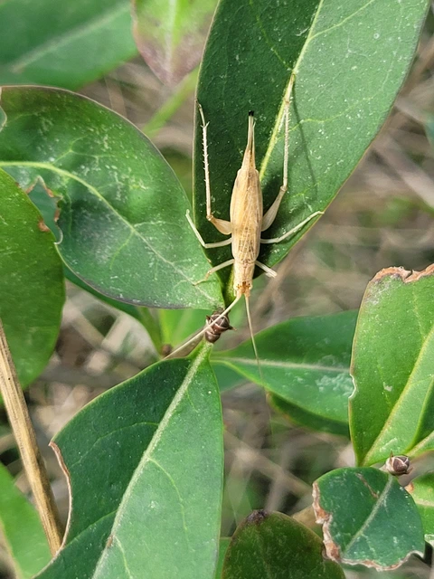 Oecanthus pellucens - pirregőtücsök