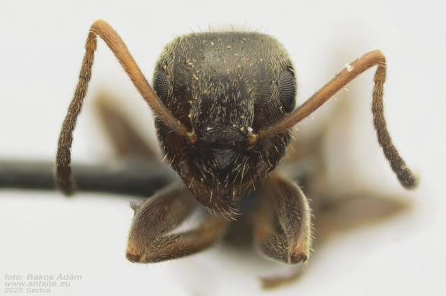 Lasius platythorax - erdei feketehangya