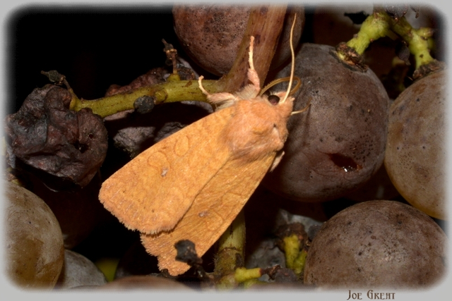 Cirrhia gilvago - foltos sárgabagoly
