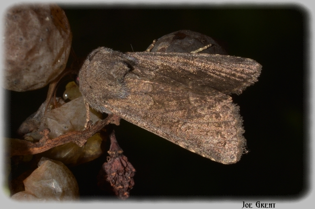 Aporophyla lutulenta - sziki őszibagoly