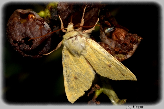Cirrhia icteritia - nyárfa-sárgabagoly