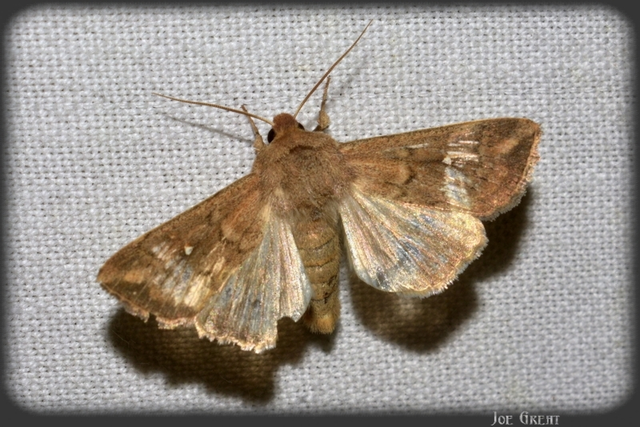 Mythimna albipuncta - fehérpettyes rétibagoly
