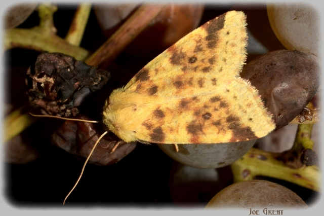 Cirrhia icteritia - nyárfa-sárgabagoly