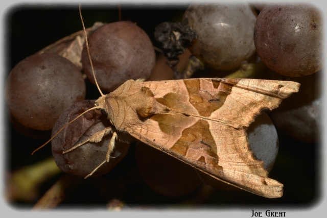 Phlogophora meticulosa - vándorló csipkésbagoly