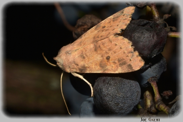 Cirrhia ocellaris - fakó sárgabagoly