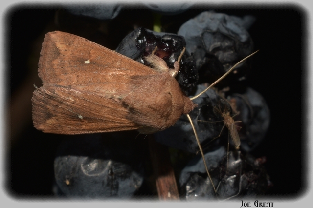 Mythimna albipuncta - fehérpettyes rétibagoly