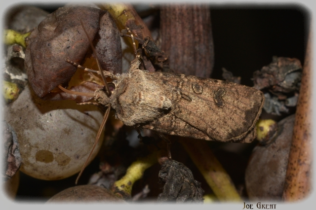 Agrotis segetum - vetési földibagoly