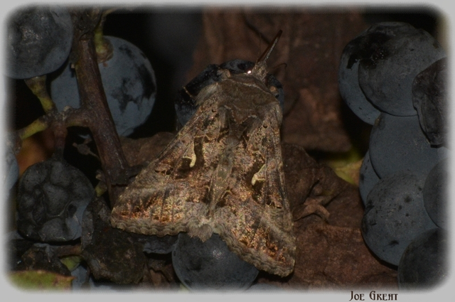 Autographa gamma - gammalepke