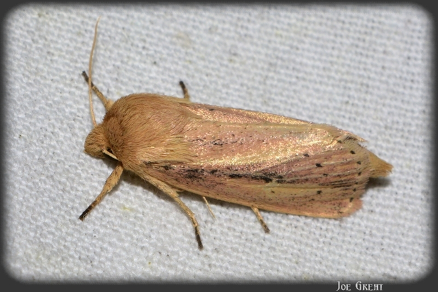Globia sparganii - nagy nádibagoly