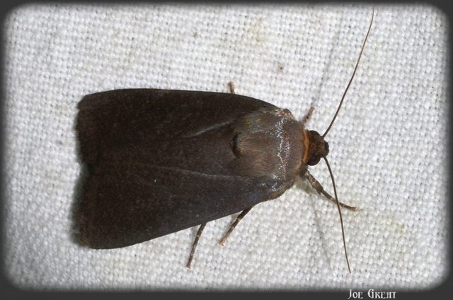 Amphipyra livida - zsírfényű bagoly