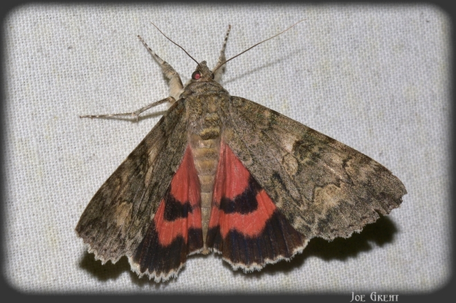 Catocala nupta - piros övesbagoly