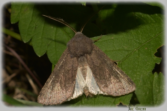 Aporophyla lutulenta - sziki őszibagoly