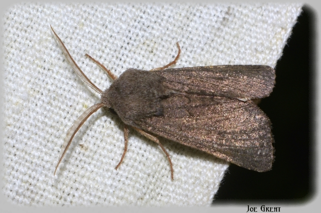 Aporophyla lutulenta - sziki őszibagoly
