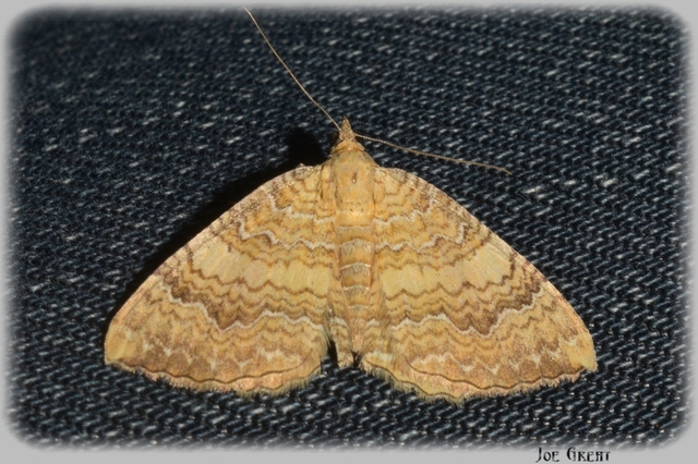 Camptogramma bilineata - kétvonalas sávosaraszoló
