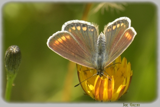 Polyommatus icarus - közönséges boglárka