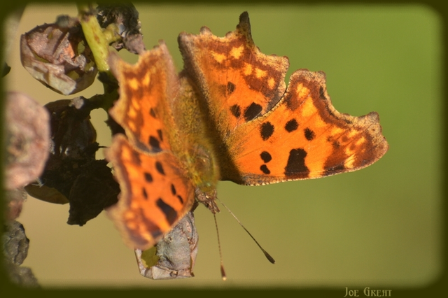 Nymphalis c-album - C-betűs lepke