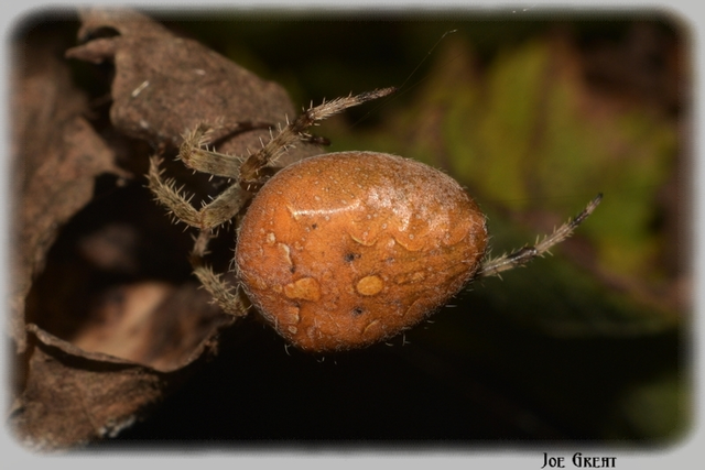Araneus diadematus - koronás keresztespók