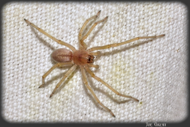 Cheiracanthium