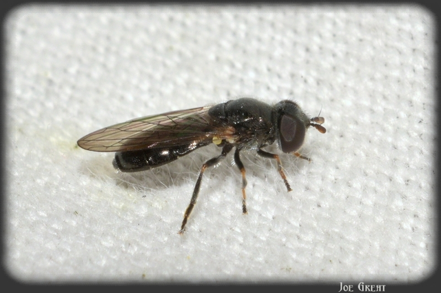 Diptera - Kétszárnyúak