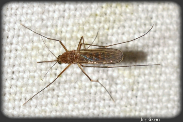 Culicidae - csípőszúnyogok
