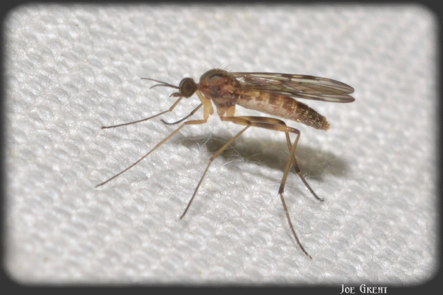 Diptera - Kétszárnyúak