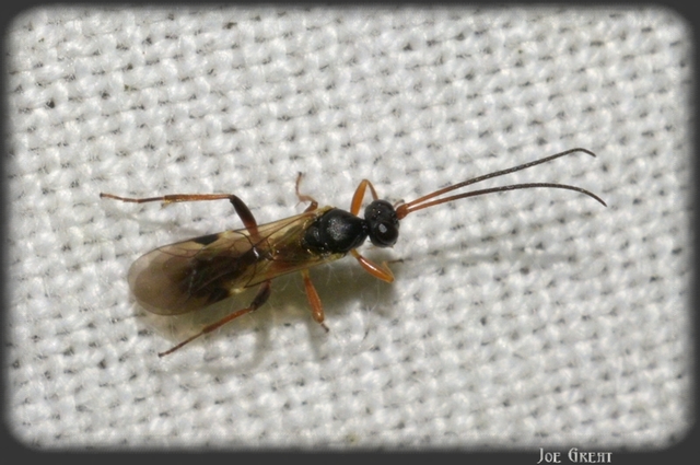 Hymenoptera - Hártyásszárnyúak