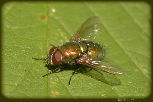 Diptera - Kétszárnyúak