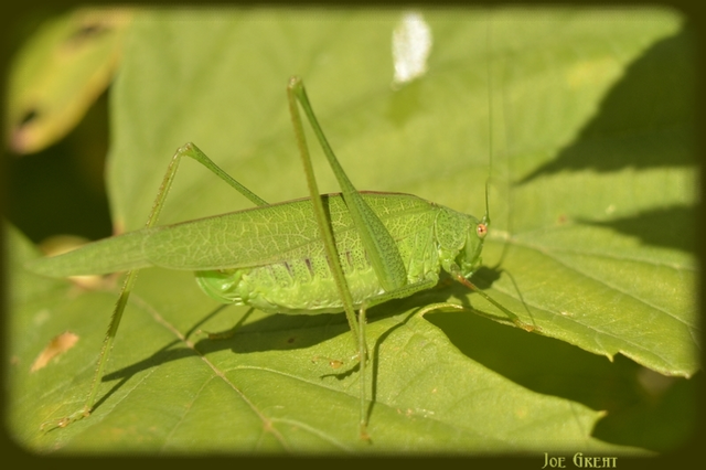 Phaneroptera nana - pontozott repülőszöcske