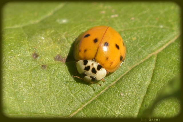 Harmonia axyridis - harlekinkatica