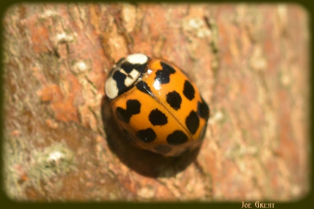 Harmonia axyridis - harlekinkatica