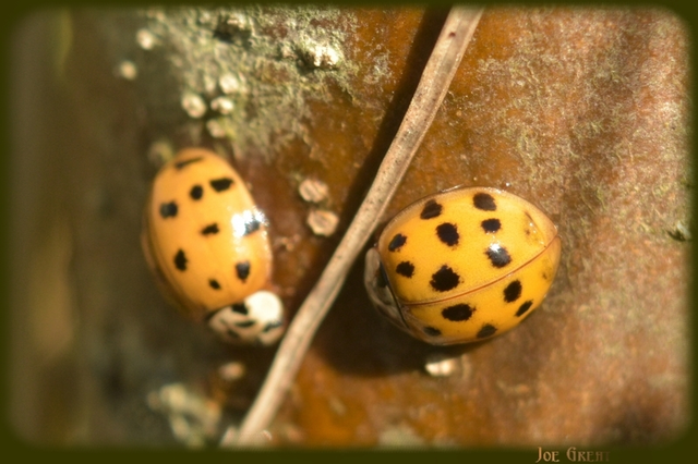 Harmonia axyridis - harlekinkatica