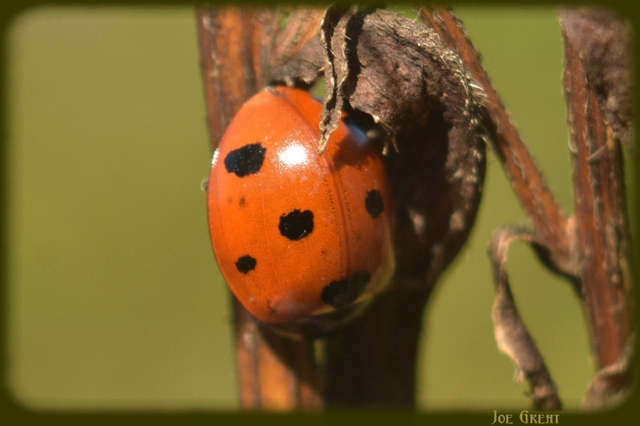 Coccinella septempunctata - hétpettyes katica