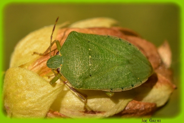Nezara viridula - zöld vándorpoloska