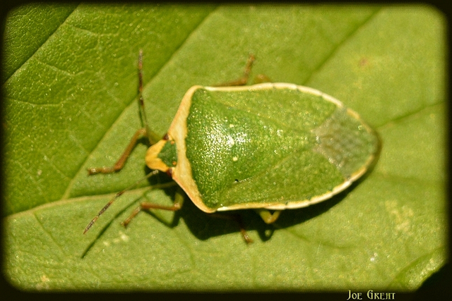 Nezara viridula - zöld vándorpoloska