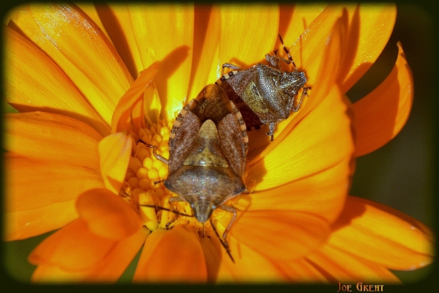 Carpocoris Carpocoris