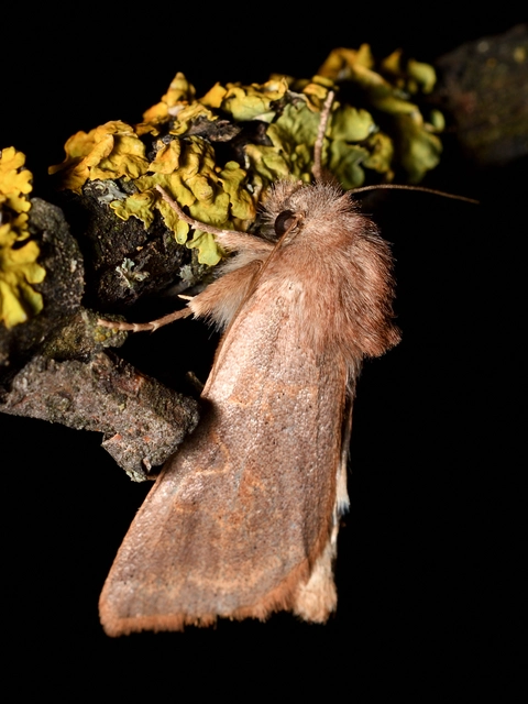 Episema