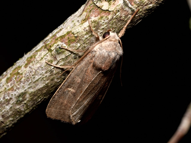 Xestia xanthographa - tarka fűbagoly
