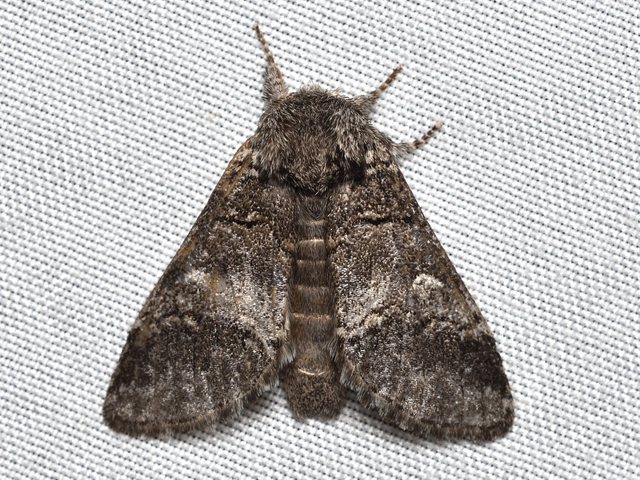 Drymonia querna - tölgyfa-púposszövő