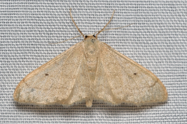 Idaea straminata - szalmasárga sávosaraszoló