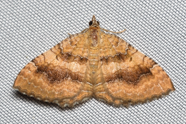 Camptogramma bilineata - kétvonalas sávosaraszoló