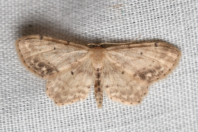 Idaea dimidiata - gyakori apróaraszoló