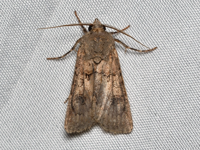 Agrotis segetum - vetési földibagoly