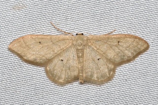 Idaea straminata - szalmasárga sávosaraszoló