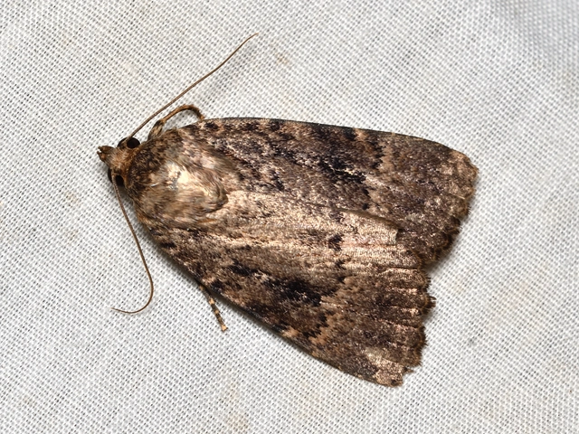 Amphipyra pyramidea - fahéjszínű bagoly