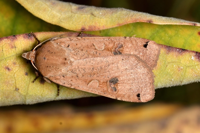 Noctua pronuba - nagy sárgafűbagoly
