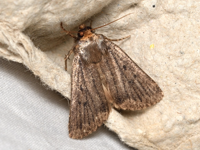 Amphipyra tragopoginis - bakszakállbagoly